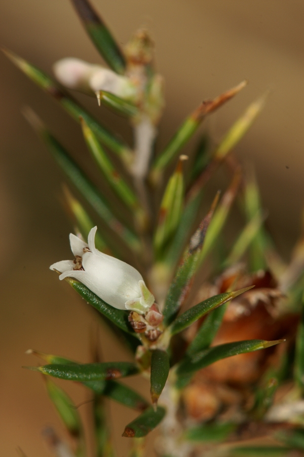 Lissanthe strigosa